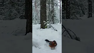 A Fox's Hunt Through the Lens of my Trail Camera #forestbirds #redfox #winterforest  #trailcamera