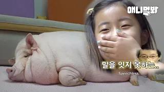 Secret Of Mini Pigs That Became Gigantic2