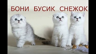 ЛУЧШИЕ ФОТО САМЫХ КРАСИВЫХ КОТЯТ В МИРЕ 😻 Милые Котята Скоттиш фолд и Скоттиш страйт Кошки Хлои