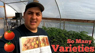 BEST Tomato Varieties to Grow!