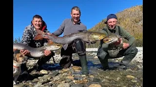 Золотая осень реки МАЯ. Таймени реки Мая.