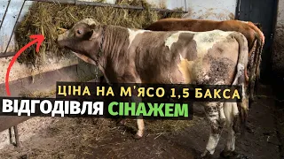 Ціна на бички 1,5 $. Відгодівля бичків сінажем. Гроші горнемо лопатою.  Бізнес на бичках в Україні!