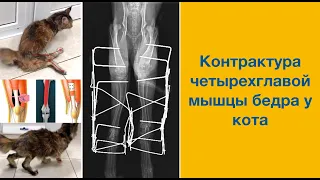 Хирургическое лечение двусторонней контрактуры четырехглавой мышцы бедра (квадрицепса) у кота.