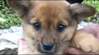 The disabled puppy found on the roadside miraculously recovered after six months!