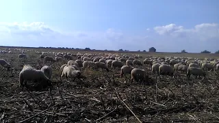 Cu oile în tocătură de Floarea Soarelui.