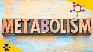 What is metabolism in biology?