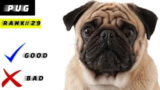 The Pug Pros And Cons | The Good And The Bad.