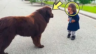 The boy kicked the huge dog. The dog's reaction made the entire Internet cry!