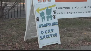 Overcrowded St. Louis shelter takes in 80-100 cats from single household