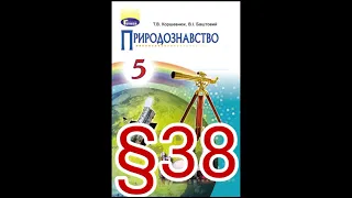 38 "СЕРЕДОВИЩЕ ЖИТТЯ. ЧИННИКИ НЕЖИВОЇ ПРИРОДИ: СВІТЛО, ПОВІТРЯ."//5 КЛАС ПРИРОДОЗНАВСТВО//КОРШЕВНЮК.