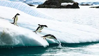 Antarctica 南极梦 #antarctica #南极