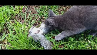 just a cat attacking a squirrel.