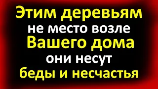 Этим деревьям не место возле Вашего дома, они несут беды и несчастья. Не сажайте эти растения