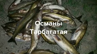 Рыбалка на гиганского османа Тарбагатая