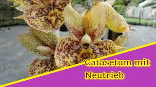 Catasetum: Warum sieht der Neutrieb so komisch aus?!