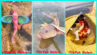 Theo Chân Ngư Dân Trung Quốc Bắt Hải Sản 🦐 🦀🐟| Tik Tok Douyin | Amazing Catching Sea Creatures(P25)