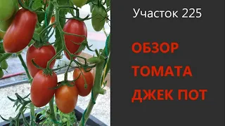 Томат Джек Пот. Очень урожайный и неприхотливый!