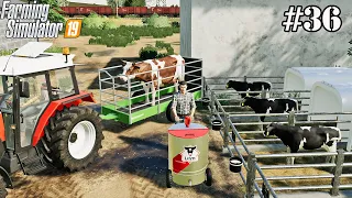 Production of meat and mayonnaise. Feeding calves. Small Farm. FS 19. Episode 36