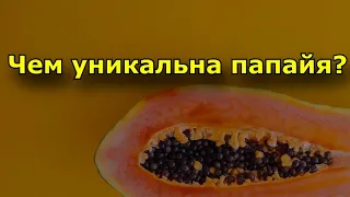 Чем уникальна папайя? Что в ходит в состав папайи