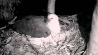 White Bellied Sea Eagles - mamma makes the nest bowl bigger