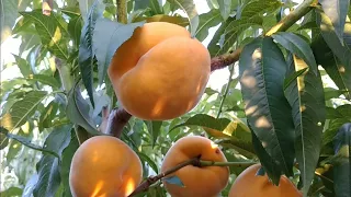 Перкоче Кінка. Percoca Kinka. Гібрид персика й абрикосу. Здоровенні плоди! Огляд від Максі Сад