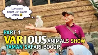 Various Animals Show Part.1 Taman Safari Bogor 2023