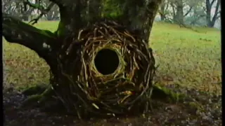 Andy Goldsworthy - Stone Wood Water - The Capenoche Tree (2)