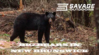 Hunting black bears in New Brunswick