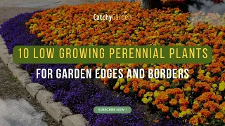 Top 10 Low Growing Perennial Plants For Garden Edges and Borders 🌿🌺🍃