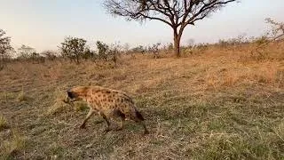 Wild Dog, Hyena & Wildebeest Battle