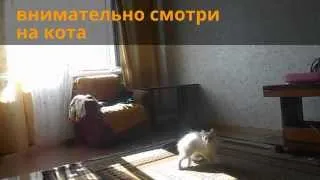 кот Саймон в жизни