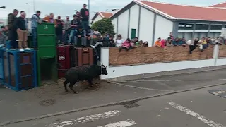 Toiro nº 19 no dia 1 de Maio de 2022 nas Fontinhas