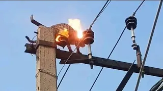 Monkey Gets Electrocuted | Animals Getting Shocked