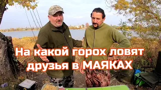 На какой горох и снасти ловят друзья в Маяках