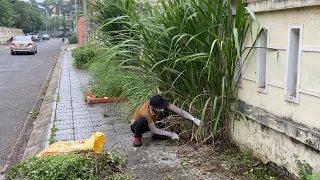 The grass on the sidewalk grows more than 2 meters high. I volunteered to clean with simple tools