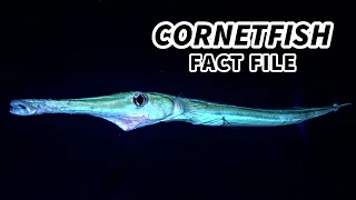 Cornetfish Facts: the FLUTEMOUTH | Animal Fact Files