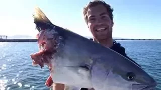 Great White Shark Attacks Kingfish