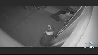 Animal cruelty case filed after video shows man kicking dog