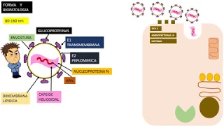 COVID- 19  CORONAVIRUS