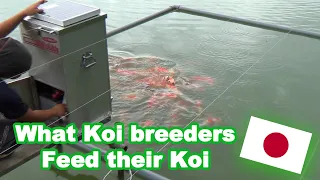 Koi feeding in Japan | What Koi breeders feed their Koi [KOI FEEDING GUIDE]