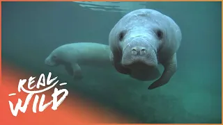 Is It Too Late For The Manatees? (Wildlife Documentary) | The Blue Realm | Real Wild