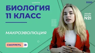 Макроэволюция. Видеоурок 7. Биология 11 класс