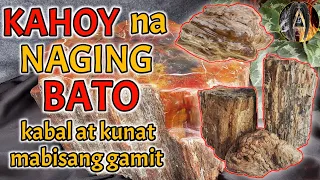 KAHOY NA NAGING BATO BISA AT GAMIT NITO | KAPANGYARIHAN SA PANINIWALA