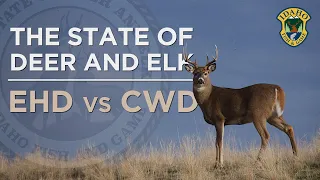 The State of Deer and Elk: EHD vs. CWD