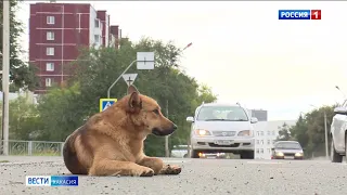 В Верховном Совете готовят законопроект об обращении с бездомными собаками