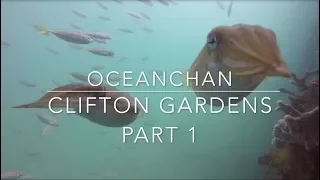 Freediving under Clifton Gardens wharf | Part 1| Oceanchan