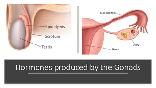 Gonad Hormones
