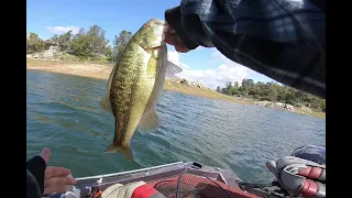 Folsom Pre-Spawn Bassin.