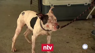 Polizei hebt grausamen Hundekampf-Ring aus | n-tv