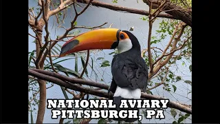 National Aviary, Pittsburgh PA. AMAZING 360 Dg video tour. Come with me as I visit this treasure!